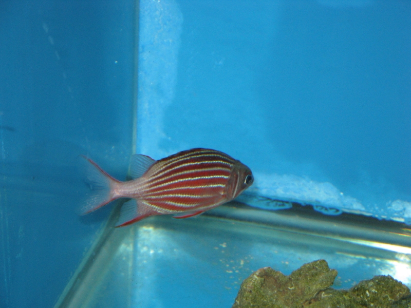  Sargocentron diadema (Crown Squirrelfish, Barred Squirrelfish)